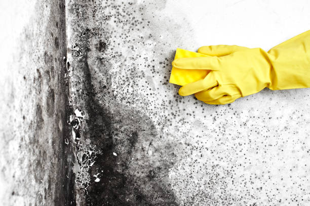 Best Health and Safety Mold Remediation in Manchester, NH