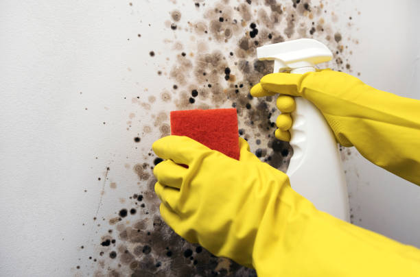 Best HVAC Mold Remediation in Manchester, NH